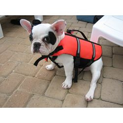 life jacketdog