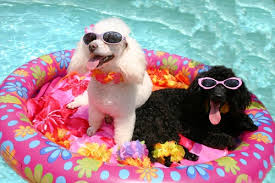 poodles in pool