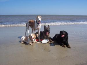 beachdogs