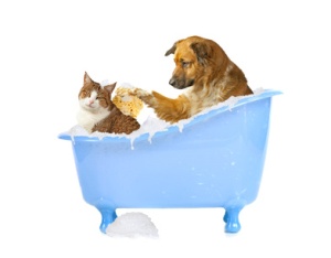 Katzenwäsche, Hund und Katze in der Badewanne