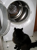cat and dryer
