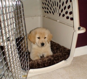 Puppy-in-Crate-FirstNight21