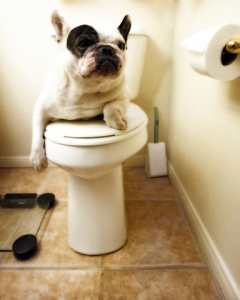 Toilet-Dog